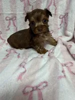 Minnie, a male Yorkshire Terrier for sale in Telephone, TX – Photo 2 of 3
