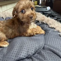 Minnie, a male Yorkshire Terrier for sale in Telephone, TX – Photo 1 of 6