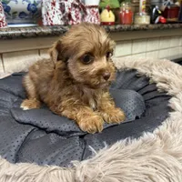 Minnie, a male Yorkshire Terrier for sale in Telephone, TX – Photo 2 of 6