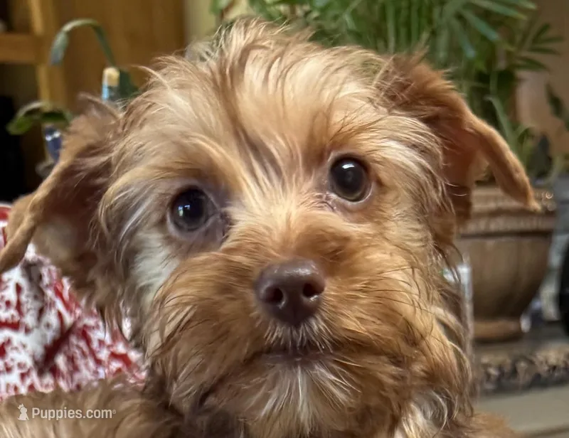 Minnie – Yorkshire Terrier puppy for sale in Telephone, TX