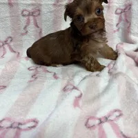 Minnie, a male Yorkshire Terrier for sale in Telephone, TX – Photo 4 of 6