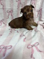 Minnie, a male Yorkshire Terrier for sale in Telephone, TX – Photo 1 of 3