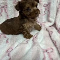 Minnie, a male Yorkshire Terrier for sale in Telephone, TX – Photo 6 of 6