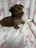 Minnie, a male Yorkshire Terrier for sale in Telephone, TX – Photo 3 of 3