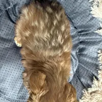 Minnie, a male Yorkshire Terrier for sale in Telephone, TX – Photo 3 of 6