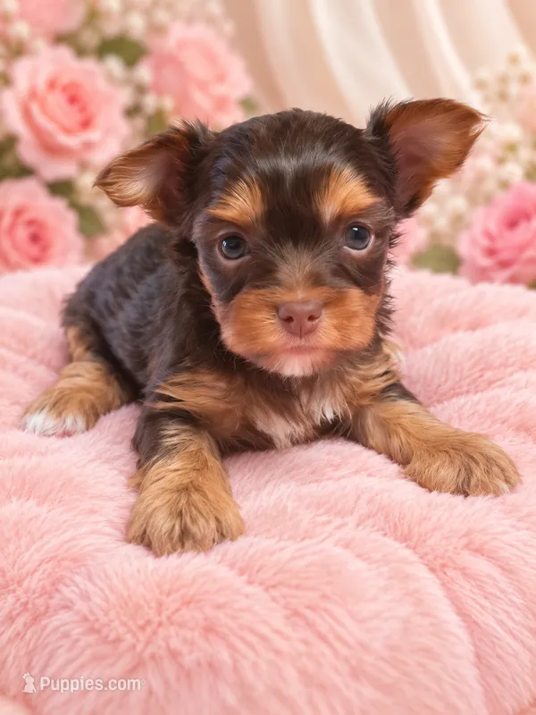 kaydence – Yorkshire Terrier puppy for sale in Telephone, TX