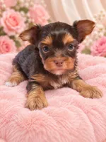 kaydence, a female Yorkshire Terrier for sale in Telephone, TX – 1 of 1