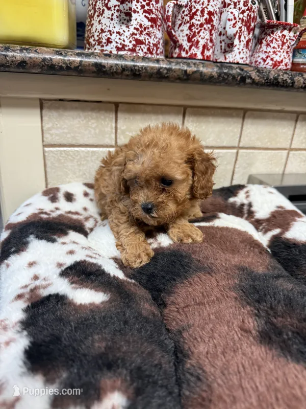 Kramer – Cavapoo puppy for sale in Telephone, TX