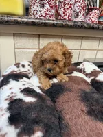 Kramer, a male Cavapoo for sale in Telephone, TX – 1 of 6
