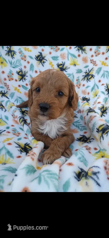 Kingston – Cavapoo puppy for sale in Telephone, TX