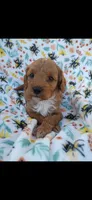 Kingston, a male Cavapoo for sale in Telephone, TX – 1 of 1