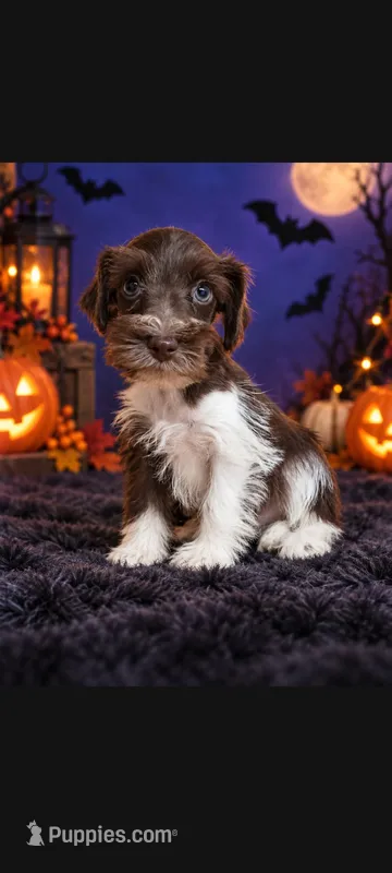 Odin – Miniature Schnauzer puppy for sale in Telephone, TX