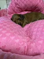 Bonnie AKC, a female Miniature Dachshund for sale in Telephone, TX – 1 of 3