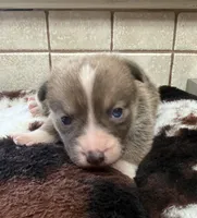 solo, a male Pembroke Welsh Corgi for sale in Telephone, TX – 2 of 4