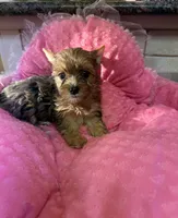 Jewel, a female Yorkshire Terrier for sale in Telephone, TX – 2 of 3