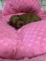 Bonnie AKC, a female Miniature Dachshund for sale in Telephone, TX – 3 of 3