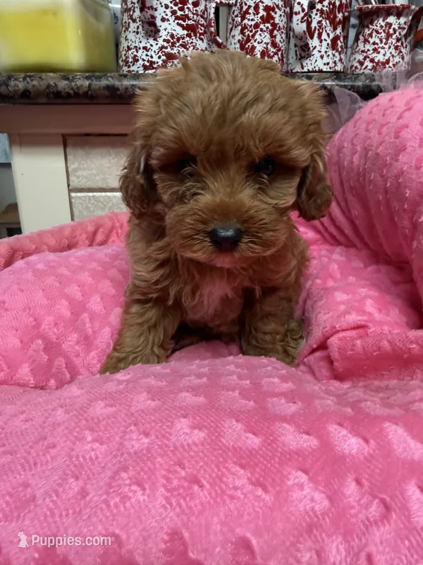 Kassie – Cavapoo puppy for sale in Telephone, TX
