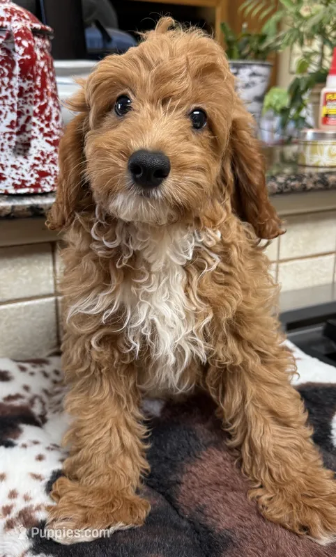 kregan – Cavapoo puppy for sale in Telephone, TX