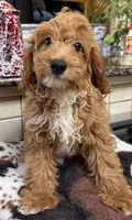 kregan, a male Cavapoo for sale in Telephone, TX – 1 of 5
