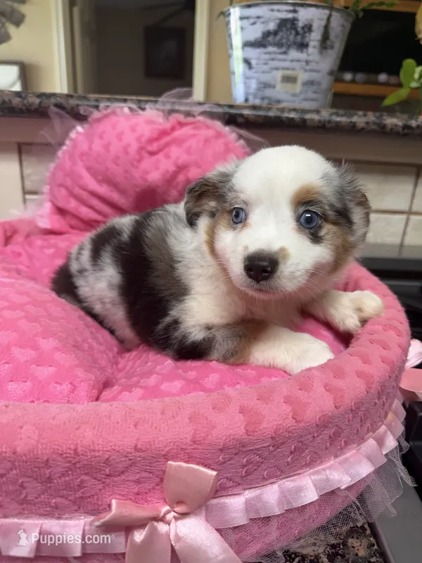 Elenor  – Toy Australian Shepherd puppy for sale in Telephone, TX