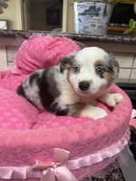 Elenor , a female Toy Australian Shepherd for sale in Telephone, TX – 1 of 7