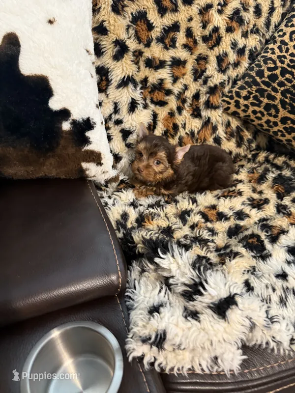 Marco – Yorkshire Terrier puppy for sale in Telephone, TX