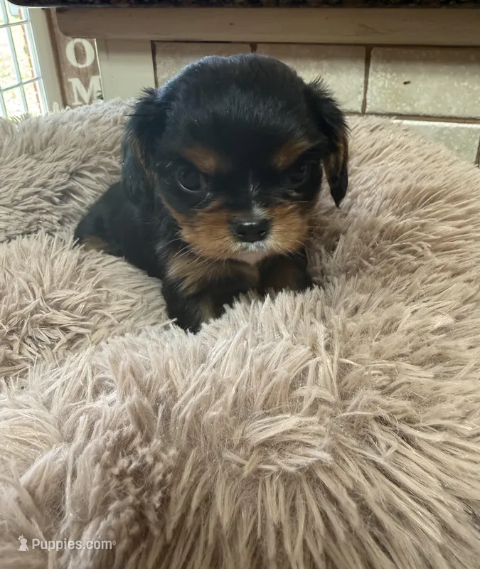 mason – Cavalier King Charles Spaniel puppy for sale in Telephone, TX