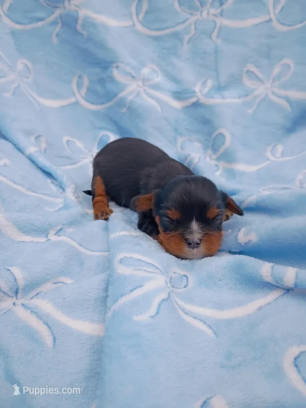 mason – Cavalier King Charles Spaniel puppy for sale in Telephone, TX