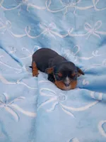 mason, a male Cavalier King Charles Spaniel for sale in Telephone, TX – Photo 2 of 2