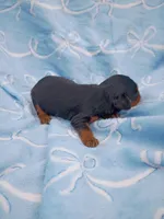 mason, a male Cavalier King Charles Spaniel for sale in Telephone, TX – Photo 1 of 2