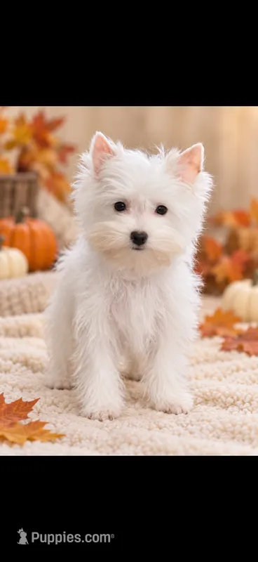 Charlotte  – Yorkshire Terrier puppy for sale in Telephone, TX