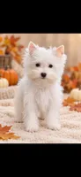 Charlotte , a female Yorkshire Terrier for sale in Telephone, TX – 1 of 3