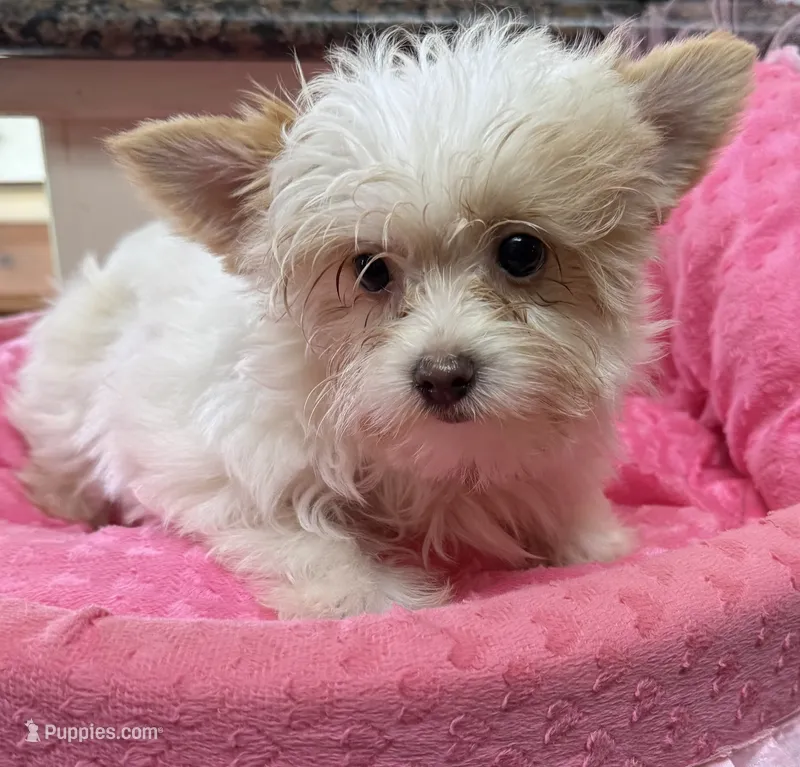 Quinn – Yorkshire Terrier puppy for sale in Telephone, TX