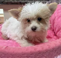Quinn, a female Yorkshire Terrier for sale in Telephone, TX – 1 of 8
