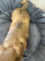 Nova, a female Miniature Dachshund for sale in Telephone, TX – Photo 5 of 9