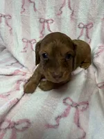 Nova, a female Miniature Dachshund for sale in Telephone, TX – Photo 8 of 9
