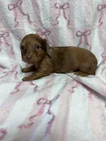 Nova, a female Miniature Dachshund for sale in Telephone, TX – Photo 6 of 9