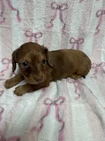 Nova, a female Miniature Dachshund for sale in Telephone, TX – Photo 9 of 9