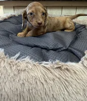 Nova, a female Miniature Dachshund for sale in Telephone, TX – Photo 4 of 9