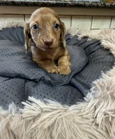 Nova, a female Miniature Dachshund for sale in Telephone, TX – Photo 3 of 9