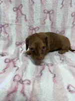 Nova, a female Miniature Dachshund for sale in Telephone, TX – Photo 7 of 9