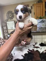 Alvin, a male Toy Australian Shepherd for sale in Telephone, TX – 3 of 8