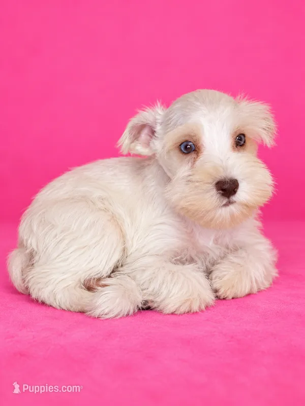 FiFi – Miniature Schnauzer puppy for sale in Telephone, TX