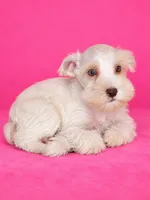 FiFi, a female Miniature Schnauzer for sale in Telephone, TX – 1 of 1