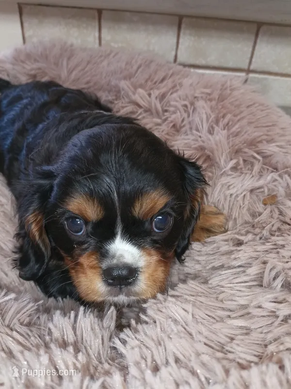 jesse – Cavalier King Charles Spaniel puppy for sale in Telephone, TX