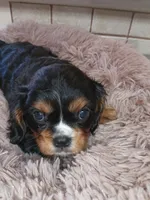 jesse, a male Cavalier King Charles Spaniel for sale in Telephone, TX – 1 of 1