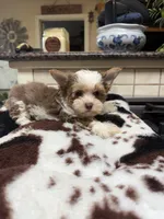 Rosa, a female Yorkshire Terrier for sale in Telephone, TX – 2 of 7