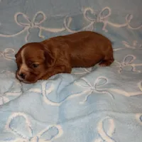 Winston, a male Cavalier King Charles Spaniel for sale in Telephone, TX – Photo 6 of 7