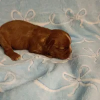 Winston, a male Cavalier King Charles Spaniel for sale in Telephone, TX – Photo 5 of 7
