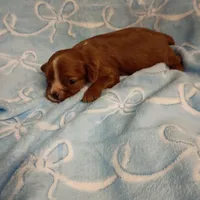 Winston, a male Cavalier King Charles Spaniel for sale in Telephone, TX – Photo 7 of 7